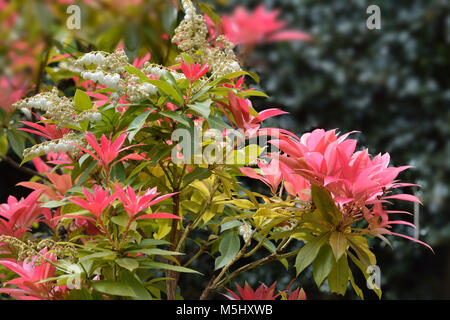 Chinesisch - Pieris Pieris formosa var. forestii Rote Blätter und Weiße Blumen auf Bush Stockfoto