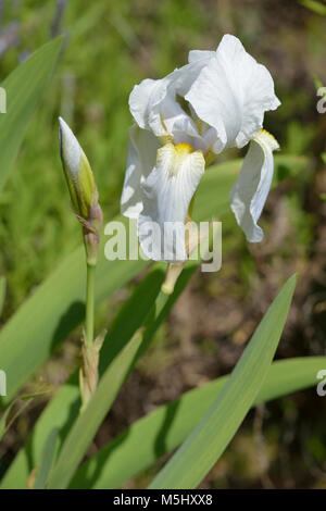 Deutsche Iris - Iris germanica Syn Iris Florentina Stockfoto