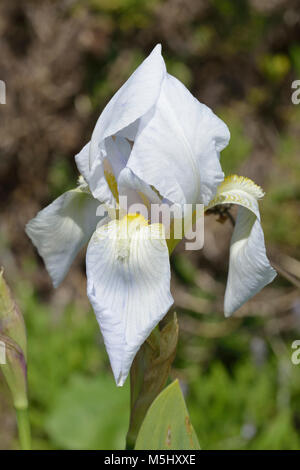 Deutsche Iris - Iris germanica Syn Iris Florentina Stockfoto