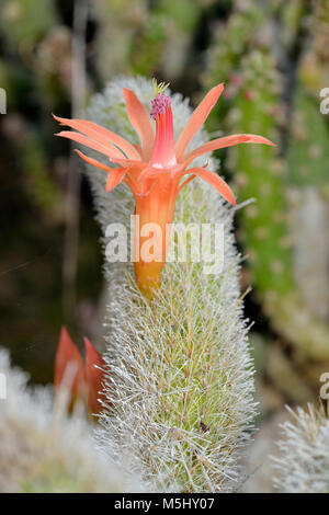 Golden Rattenschwanz Kaktusblüte - Cleistocactus winteri Stockfoto