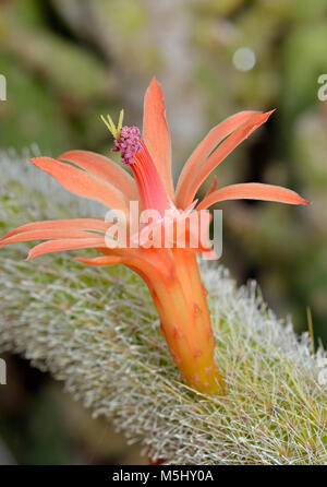 Golden Rattenschwanz Kaktusblüte - Cleistocactus winteri Stockfoto