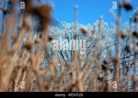 Raureif auf den Bäumen im Februar. Im Hintergrund konzentrieren sich auf die vereiste Bäume. Stockfoto