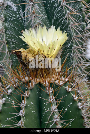 Der Mönch oder Bishop's Hut Kakteen Astrophytum ornatum Stockfoto