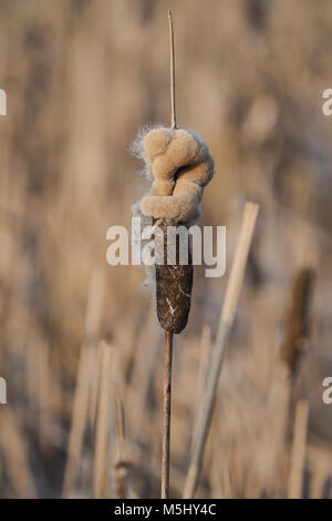 Nahaufnahme der fades Blume Leiter einer Rohrkolben, Typha Stockfoto