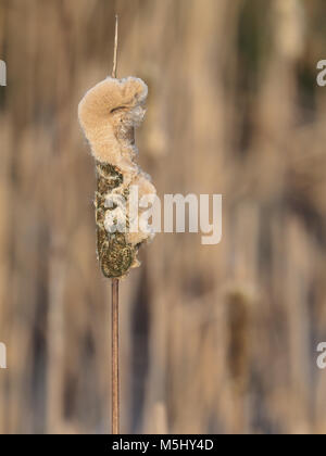 Nahaufnahme der fades Blume Leiter einer Rohrkolben, Typha Stockfoto