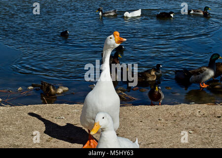 Zahme Enten und Gänsen, Lindsey Park, Canyon, Texas Stockfoto