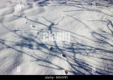 Verschneite Landschaft. Der Schatten der Bäume fällt auf den Boden. Im Schnee Es gibt cat-Tracks. Stockfoto