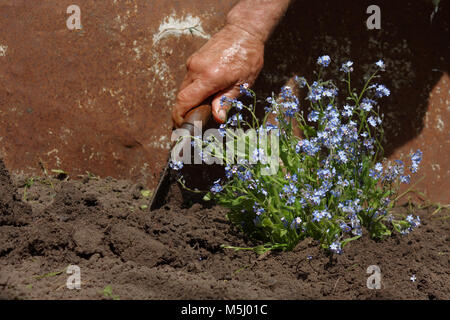 Ältere Menschen verpflanzen Blumen in seinem Garten Stockfoto