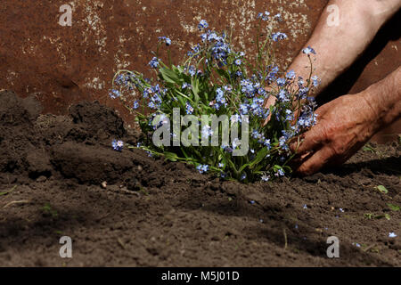 Ältere Menschen verpflanzen Blumen in seinem Garten Stockfoto