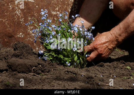 Ältere Menschen verpflanzen Blumen in seinem Garten Stockfoto