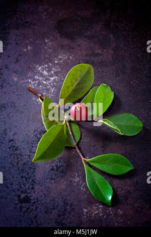 Zweig mit Frucht der Cattley Guave Stockfoto