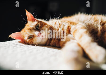 Ginger tabby Cat auf einer Decke zu Hause ausruhen Stockfoto