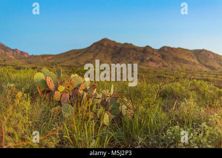 Cactus Blick vom Berg in der Wüste Südwesten Stockfoto