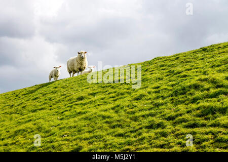 Deutschland, Buesum, Schafe am Deich Stockfoto