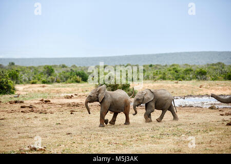 Südafrika, Osteuropa, Cape, Addo Elephant National Park, afrikanische Elefanten, Loxodonta Africana Stockfoto