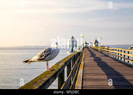 Deutschland, Groemitz blieben, Möwe auf Geländer der Brücke Stockfoto