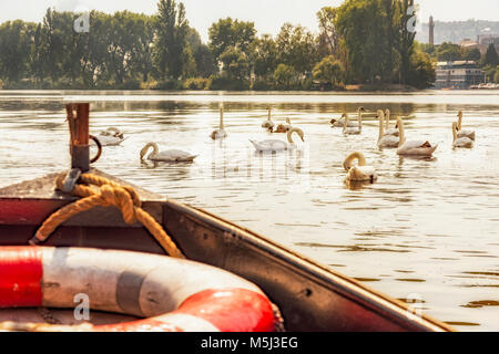 Tschechische Republik, Prag, Schwäne und Boot auf der Moldau Stockfoto