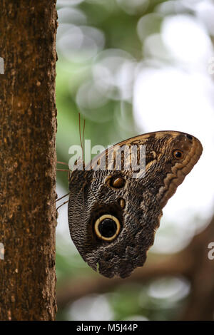 Owl Butterfly, Caligo eurilochus Stockfoto