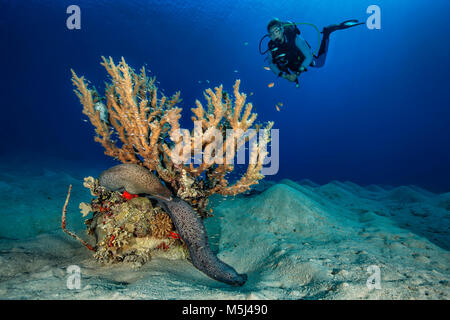 Ägypten, Rotes Meer, Hurghada, Scuba Diver und giant Moray Stockfoto