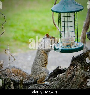 Sciurus carolinensis, Common Name östlichen grauen Eichhörnchen oder graue Eichhörnchen je nach Region, ist ein Baum in der Gattung Eichhörnchen Sciurus. Sie ist heimisch in den östlichen Nordamerika, wo es die außerordentlichen und ökologisch wichtigen natürlichen Wald Regenerator. Stockfoto