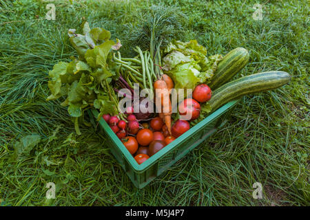 Gemischtes Gemüse geerntet und Äpfel in einer Box Stockfoto