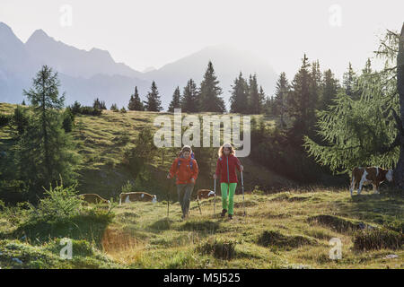 Österreich, Tirol, Mieminger Plateau, Wanderer zu Fuß auf Almwiese mit Kühen Stockfoto