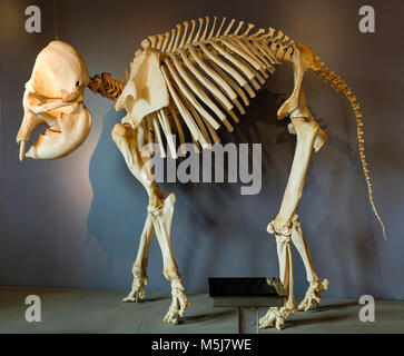 Kopenhagen, Seeland Region/DÄNEMARK - 2017/07/26: Zoologischer Garten ZOO - Muster eines Jugendlichen African Elephant Skeleton Stockfoto