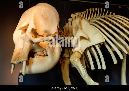 Kopenhagen, Seeland Region/DÄNEMARK - 2017/07/26: Zoologischer Garten ZOO - Muster eines Jugendlichen African Elephant Skeleton Stockfoto