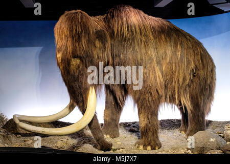 Kopenhagen, Seeland Region/DÄNEMARK - 2017/07/26: - Natural History Museum - Zoologisches Museum - Ausstellung von Mammut Muster Stockfoto