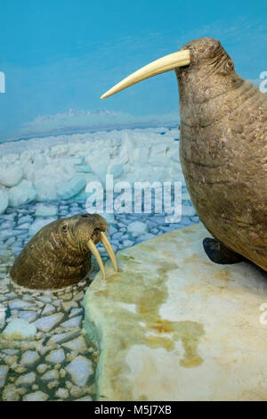 Kopenhagen, Seeland Region/DÄNEMARK - 2017/07/26: Natural History Museum - Zoologisches Museum - Ausstellung von Walross Exemplare Stockfoto