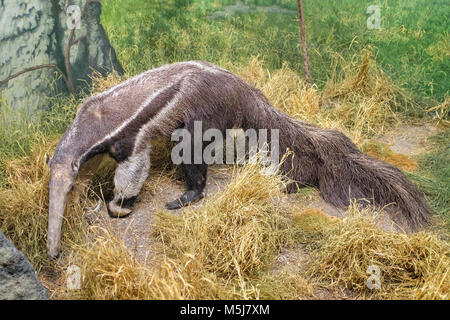 Kopenhagen, Seeland Region/DÄNEMARK - 2017/07/26: Natural History Museum - Zoologisches Museum - Ausstellung von Giant anteater Muster Stockfoto