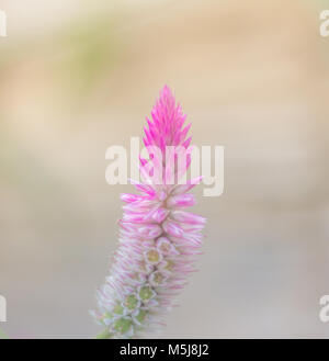 Celosia argentea violette und weiße Blume, schöne rosa celosia Flamingo feather Blumen, Textur der Schönen Thai Purple Cockscomb (Celosia Argente Stockfoto