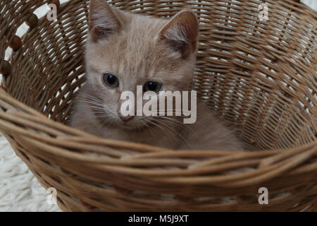 Portrait der männlichen Ginger Kätzchen im Korb Stockfoto