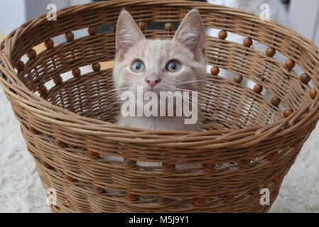 Portrait der männlichen Ginger Kätzchen im Korb Stockfoto