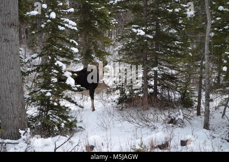 Ein junger Elch steht im Wald unter den immergrünen Bäumen, kratzen die schneebedeckten Boden nach Nahrung suchen und Nibbeln auf der Zweige Stockfoto