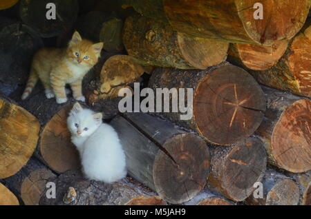 Zwei kleine Baby Kätzchen spielen in einem holzstapel außerhalb im Sommer Stockfoto