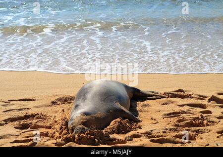 Eine Mönchsrobbe hat landeinwärts vom Ozean kommen, auf dem sandigen Hawaiian Beach und ausruhen, bevor es zurück ins Meer zu jagen zu legen Stockfoto