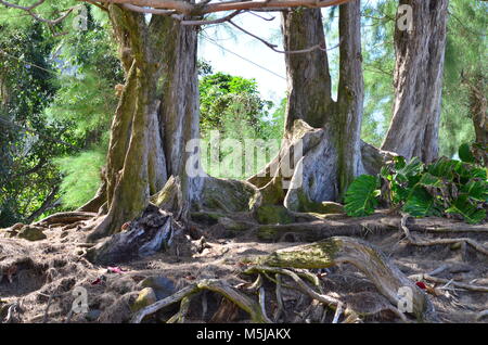 Eine Gruppe von twisted Baumwurzeln verstrickt sind das Ergebnis der Erosion und der Gezeiten in heraus auf die Banken in Hawaii Stockfoto