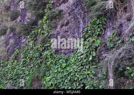 Reben klettern auf der Seite von einem felsigen Hügel in Hawaii, mit großen grünen Blättern und wunderschönen Laub Stockfoto