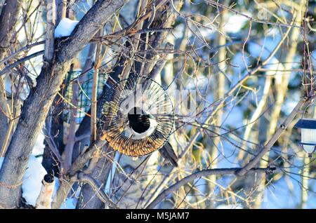 Diese magpie, einer der intelligentesten Vögel der Welt, sitzt in der Mitte einer Erdnuss Einzug erhalten einen kleinen Snack, bevor Sie fliegen. Stockfoto