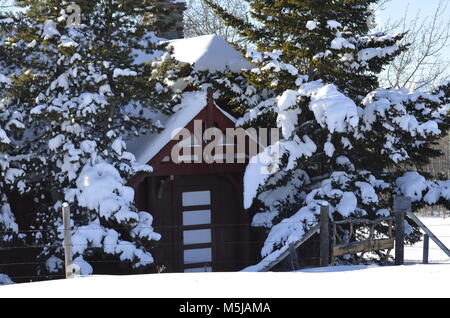 Ein nettes kleines Häuschen, sitzt unter einer großen Gruppe von schneebedeckten Fichten Stockfoto