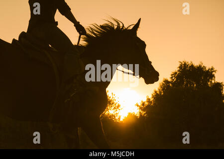 Silhouette einer Frau ein Pferd reiten - Sonnenuntergang oder Sunrise, horizontal Stockfoto