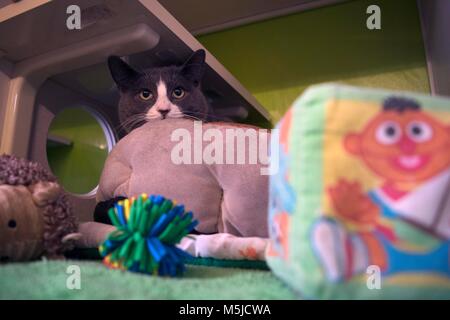 Eine Katze wartet an der lokalen Tierschutz verabschiedet werden. Stockfoto