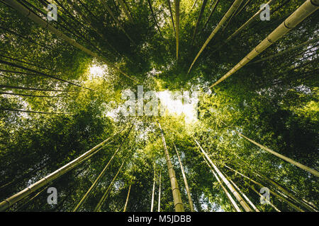 Bambuswald Arashiyama in der Nähe von Kyoto, Japan Stockfoto