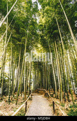 Bambuswald Arashiyama in der Nähe von Kyoto, Japan Stockfoto