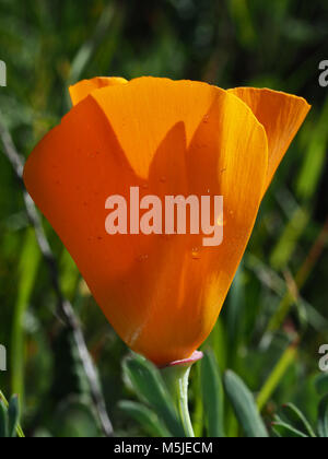 Kalifornischer Mohn (Eschscholzia californica) Blume-Blume von Kalifornien Stockfoto