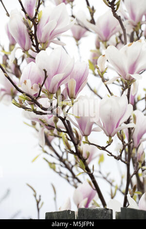 Viele weiße Magnolia Blumen auf dem Brunch gegen Gebäude Stockfoto