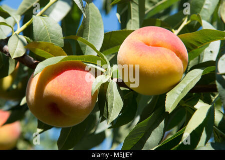 Pfirsiche für die Ernte in einem Obstgarten Niagara, Ontario, Kanada bereit Stockfoto