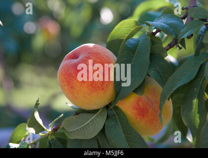 Pfirsiche für die Ernte in einem Obstgarten Niagara, Ontario, Kanada bereit Stockfoto