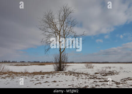 Einzelnen Baum auf dem Hof. Winterlandschaft mit blauem Himmel und Wolken Stockfoto